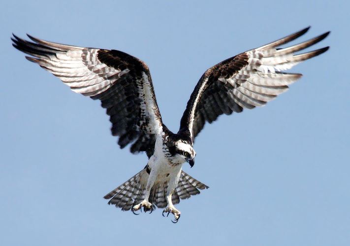 Osprey